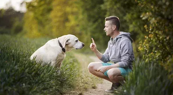 Hasta 50.000 euros de multa por abandonar a tu mascota este verano