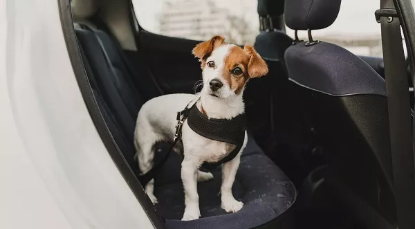 Si tienes perro y coche, necesitas este accesorio para conservar