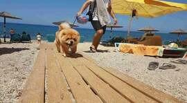 pueden perros playa